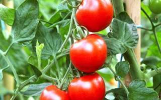 Фото, отзывы, описание, характеристика, урожайность гибрида томата «подарок женщине f1»