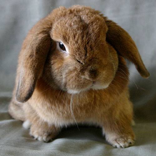 Кролик карликовый баран: описание породы, уход и содержание