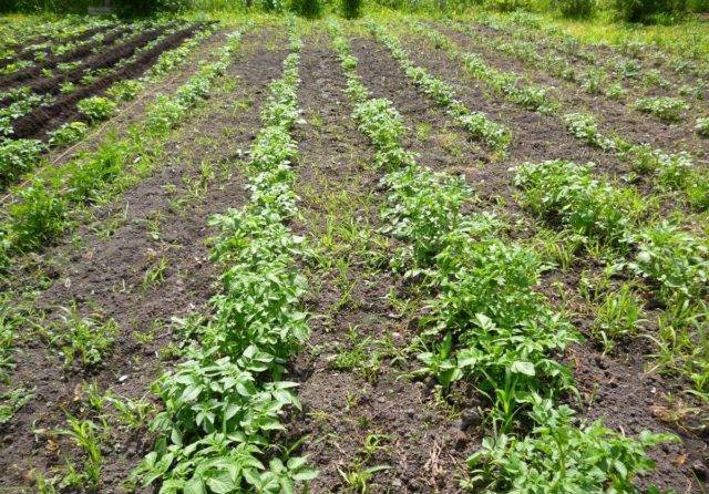 Гербицид лазурит – правила использования раствора от сорняков