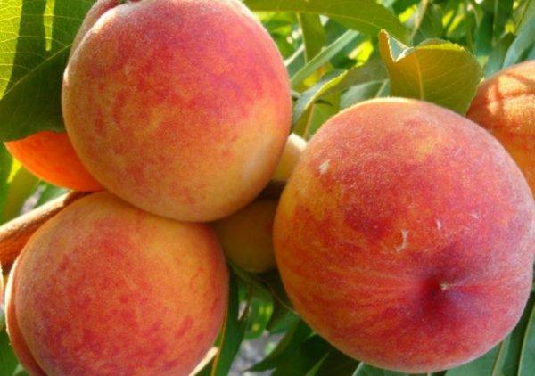 Как сажать абрикос: способы посадки и все важные нюансы