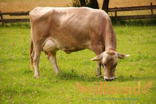 Преимущества симментальской породы коров