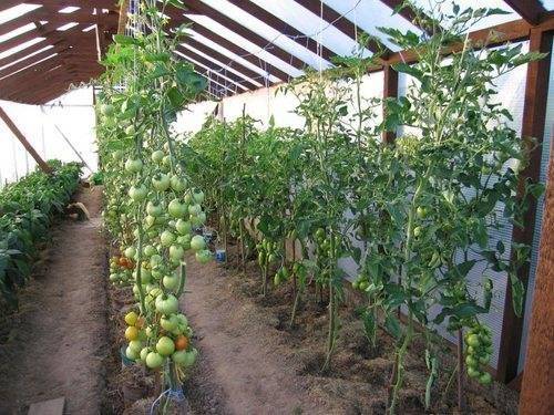 Как пасынковать помидоры в теплице: пошаговая инструкция, схема, видео
