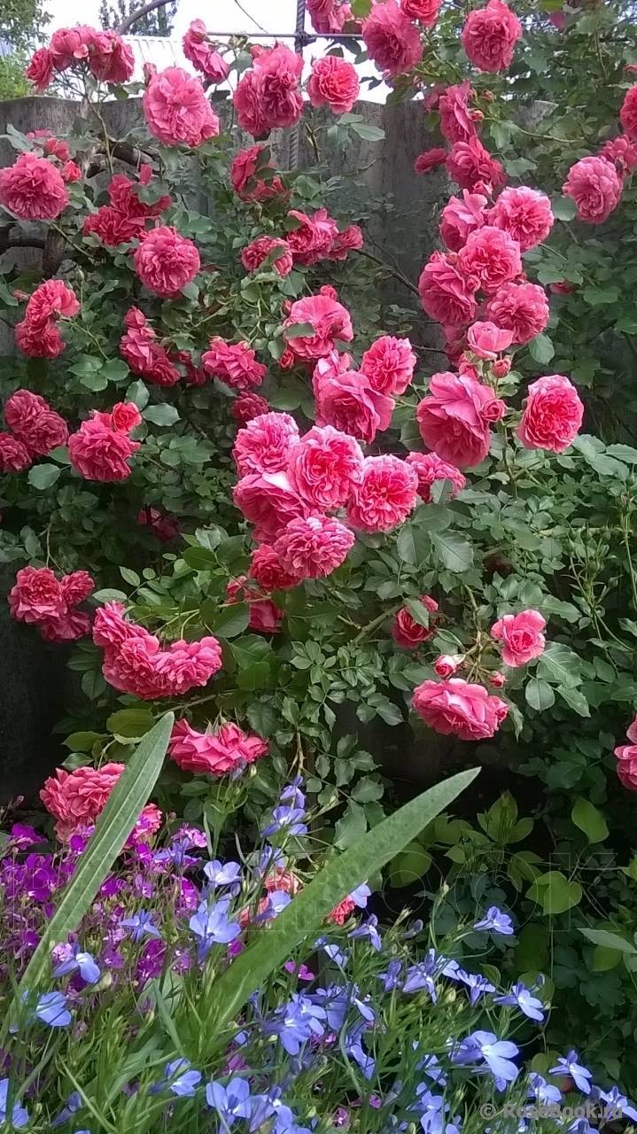 Правила выращивания плетистой розы сорта розариум ютерсен