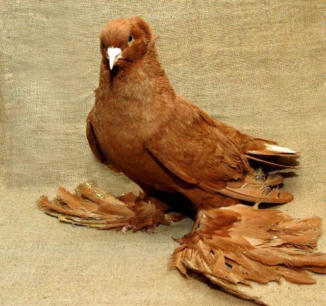 Породы голубей: названия, описание, фотографии