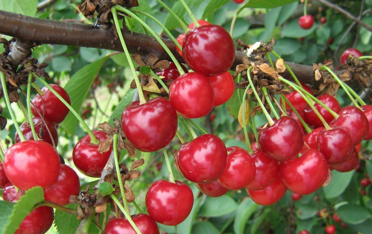 О сортах вишни для нижегородской области: описание и характеристики