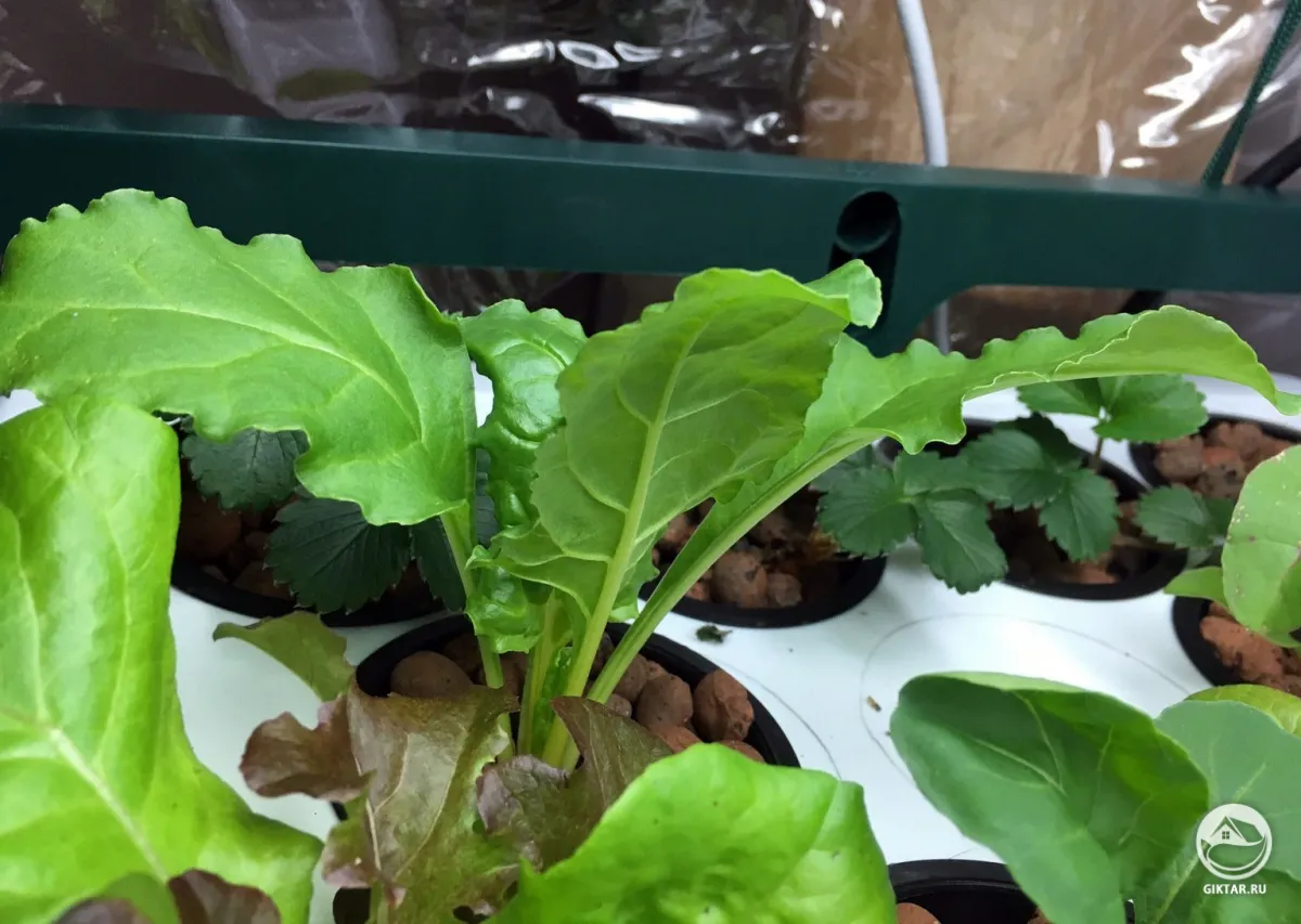 Руккола на подоконнике: как вырастить из семян, посадка и уход в домашних условиях