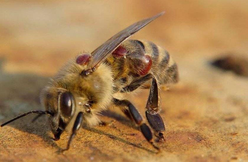 Бисанар для пчел