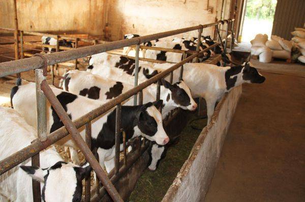 Как быстро и безболезненно приучить корову к доильному аппарату?