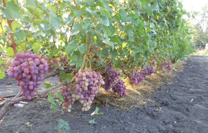 Сорт винограда «гелиос»