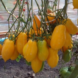 Томат "золотая капля": особенности сорта помидоров, описание и урожайность, борьба с вредителями, способ употребления
