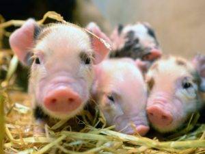 Содержание свиней в домашних условиях: пособие для начинающих