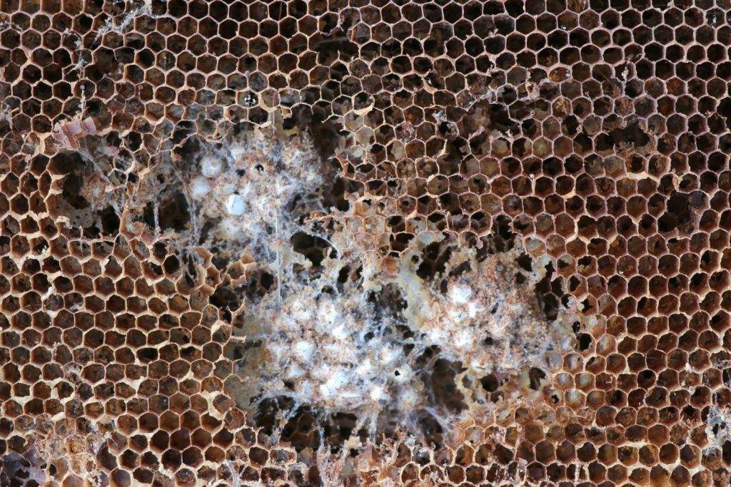 Восковая моль (пчелиная моль), описание, способы борьбы