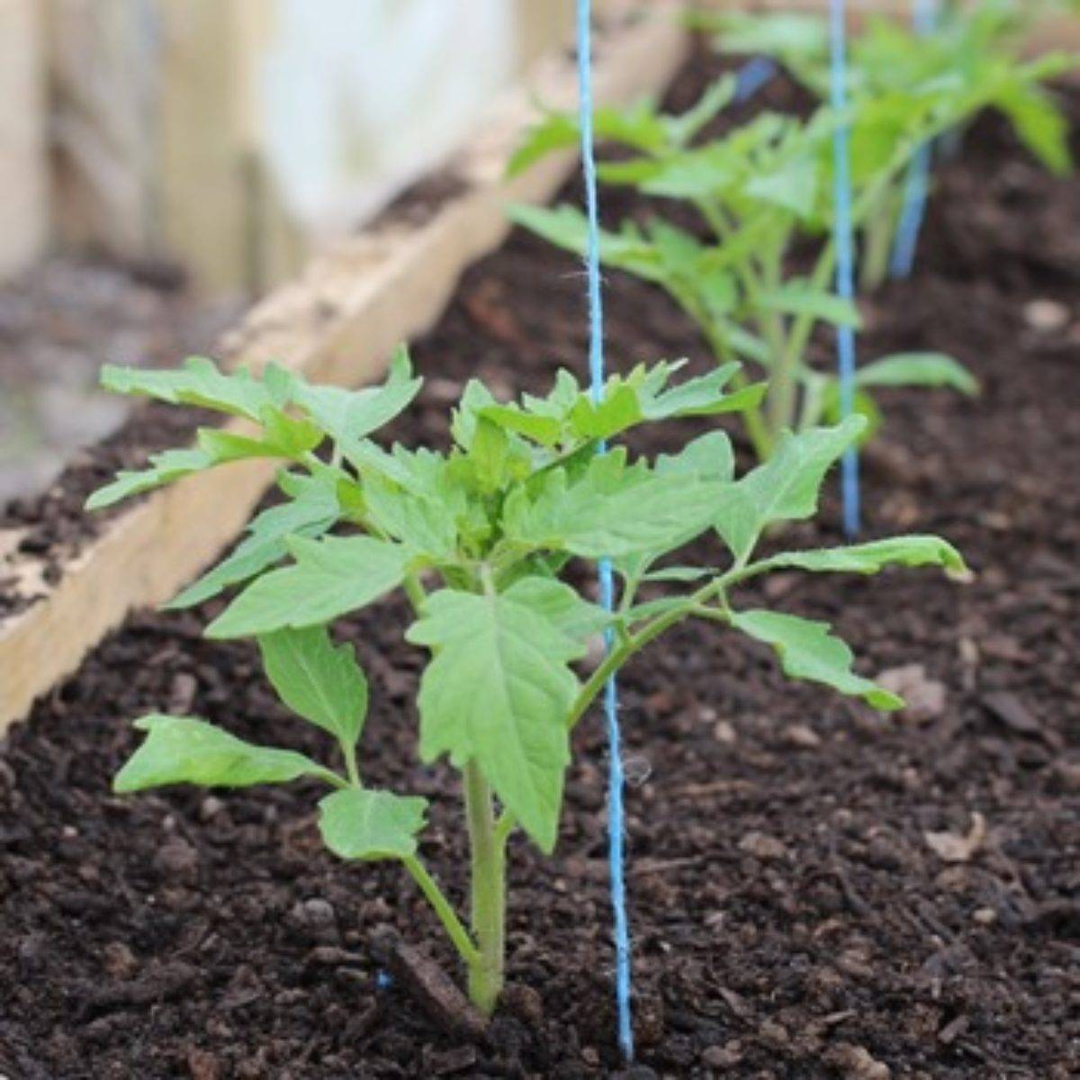 Как вырастить помидоры в теплице из поликарбоната - инструкция с пошаговым руководством!