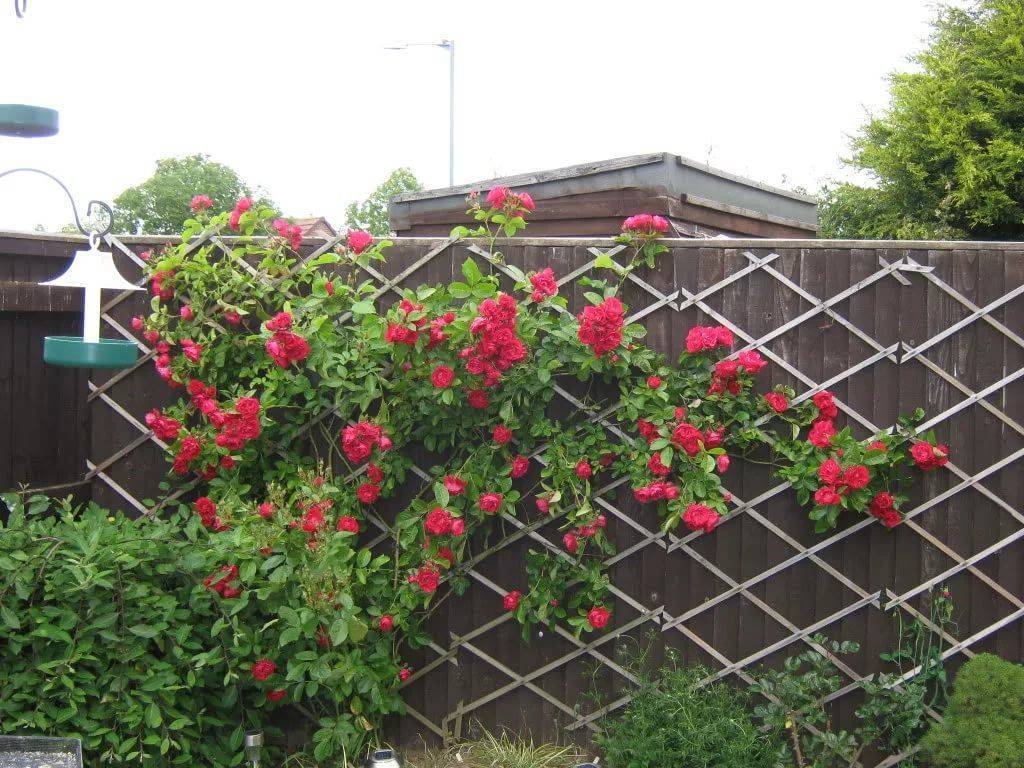 Плетистая роза правильный уход: 35 садовых арок из роз