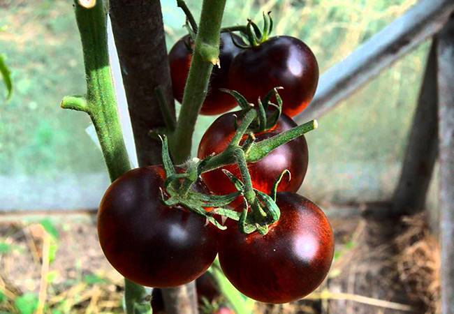 Эффектный вид и необычный вкус: помидоры «кумато» и секреты их выращивания