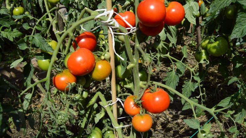 Сорта томатов, не требующие пасынкования