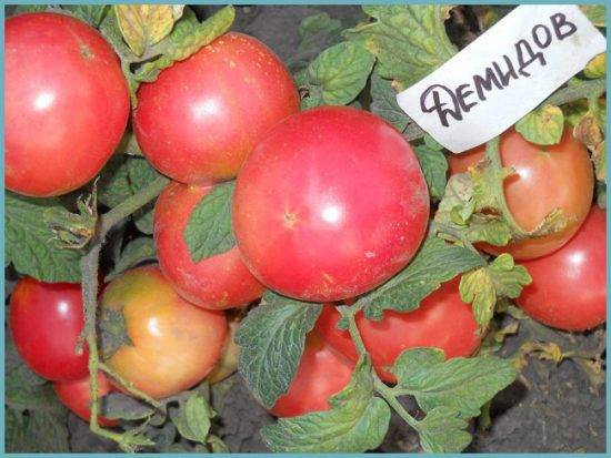 Томат "демидов": характеристика и описание сорта, фото помидоров