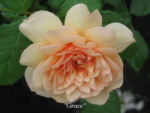 Английские розы в саду: фото