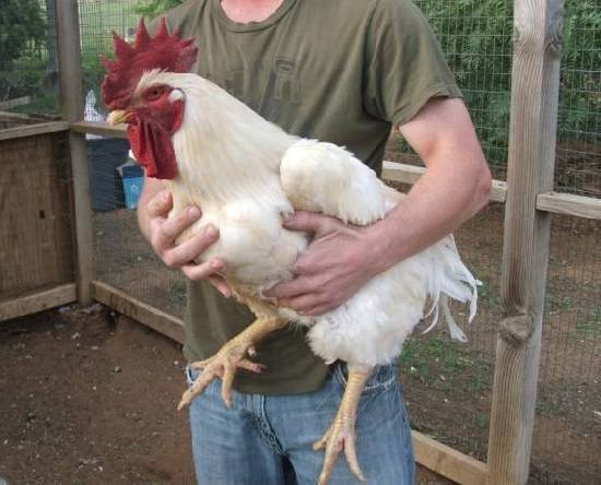 Джерсийский гигант: порода кур, описание, фото, отзывы