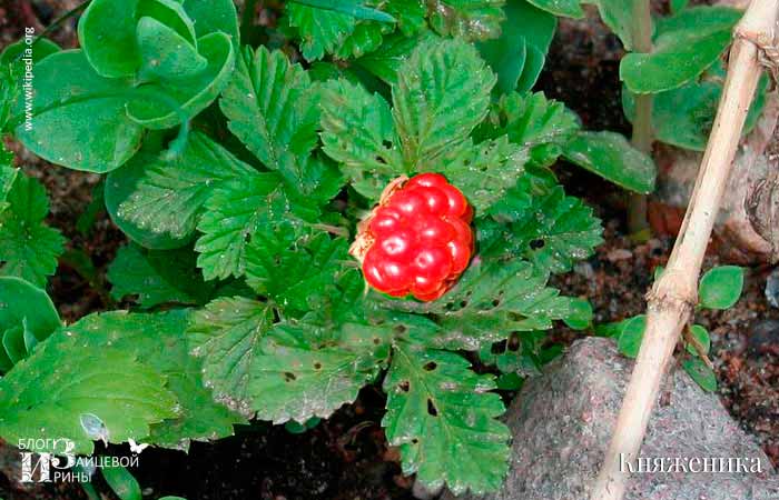 Описание ягоды княженика с фото, где растет, польза и вред