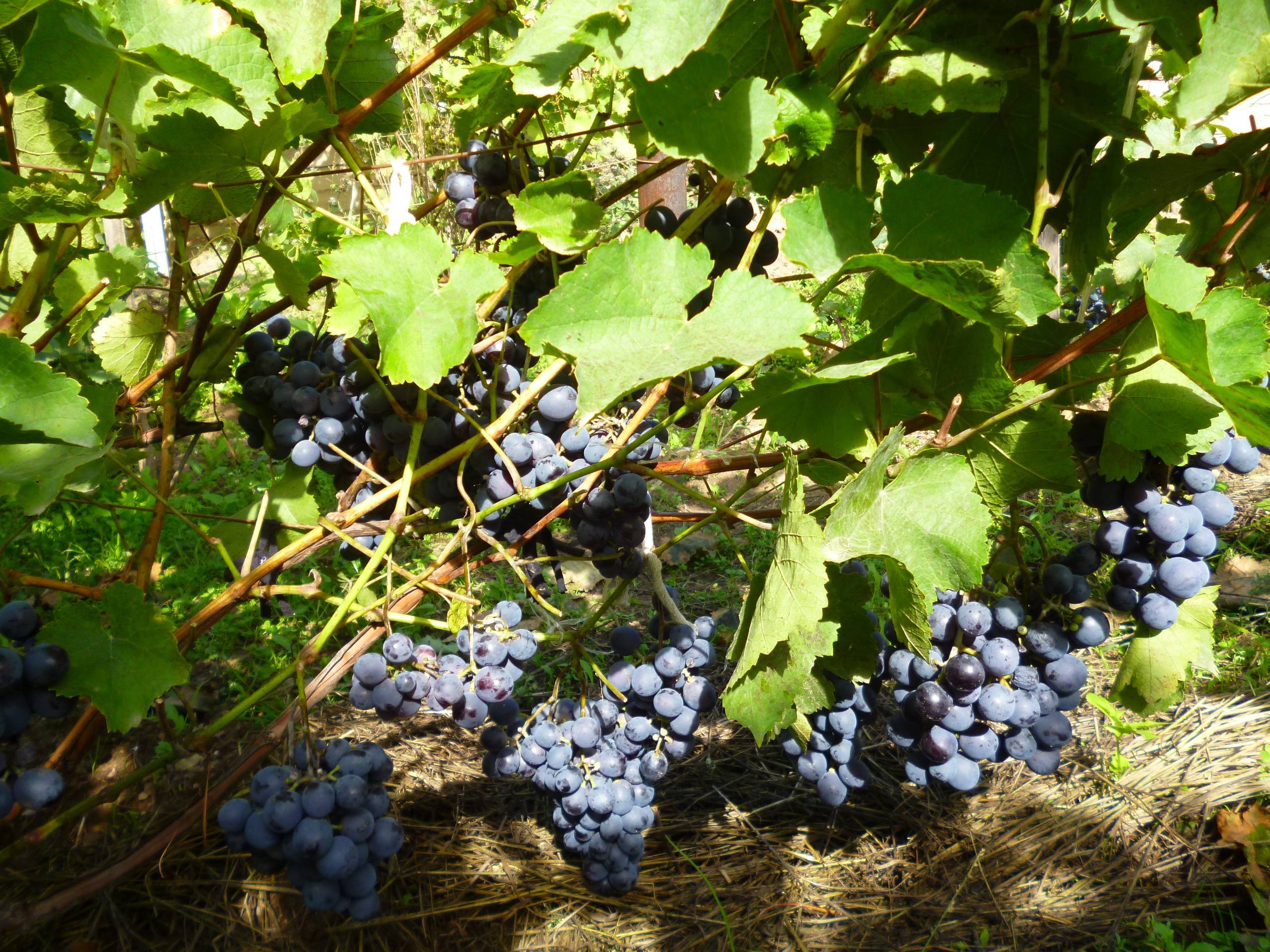 Виноград загадка шарова — 12 особенностей, описание посадки и ухода