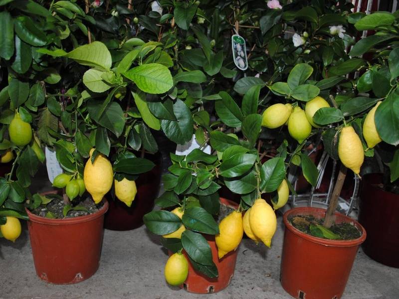 Домашний лимон: уход в домашних условиях, фото, как вырастить из косточки, условия выращивания