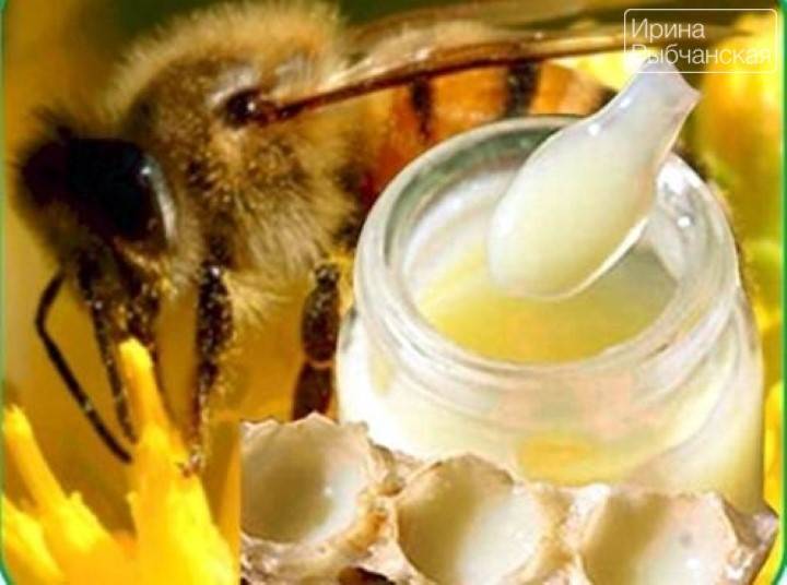 Как принимать маточное молочко? маточное молочко пчелиное - полезные свойства
