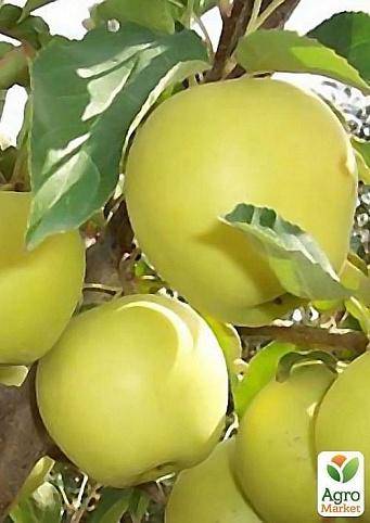 Сорт яблони голден делишес — характеристика и особенности выращивания