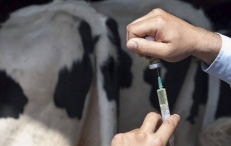 Катаральная лихорадка овец (блютанг) – причины, симптомы и лечение 2020