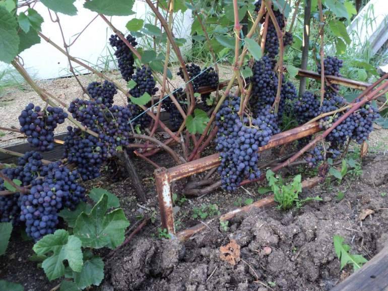Описание сорта винограда памяти домбковской: преимущества, особенности