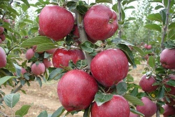 Сорт яблок Ред Делишес