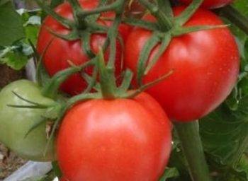 Характеристика и описание сорта томата король рынка, его урожайность