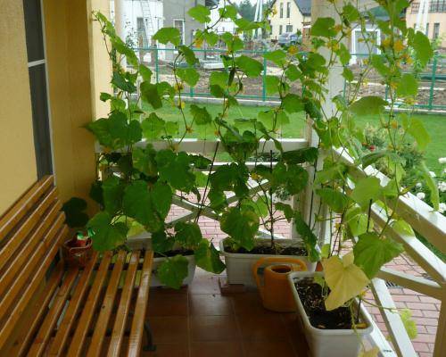 Выращивание огурцов в квартире зимой: на подоконнике или балконе