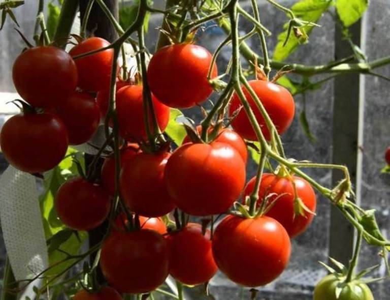 Томатный гибрид «красным красно»: описание и секреты высоких урожаев