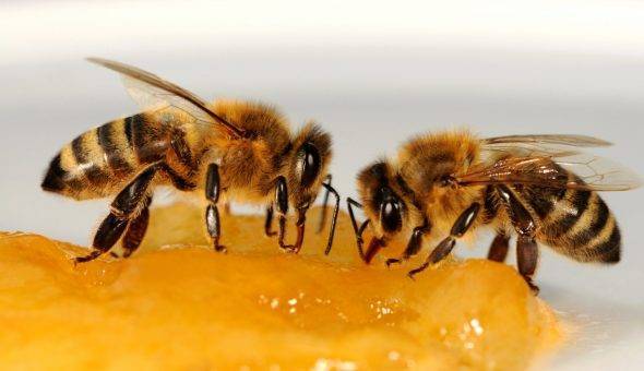 Сахарный сироп для пчел или медовая сыта | практическое пчеловодство