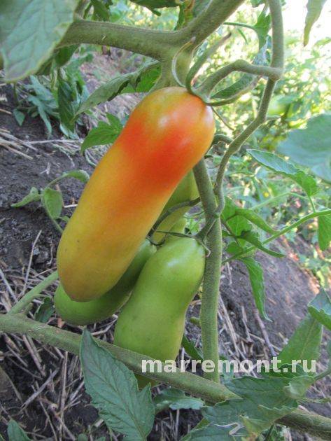 Выращиваем томат хохлома: описание сорта, алгоритм выращивания
