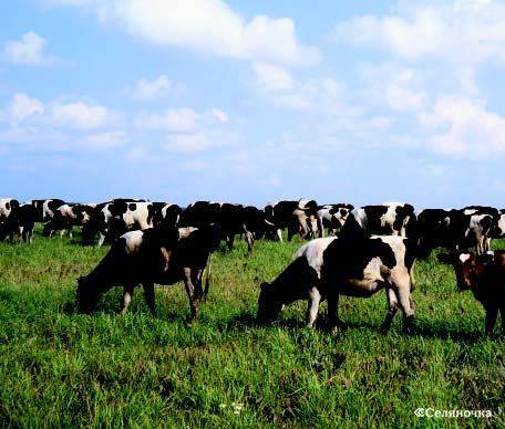 От чего зависит молочная продуктивность коров