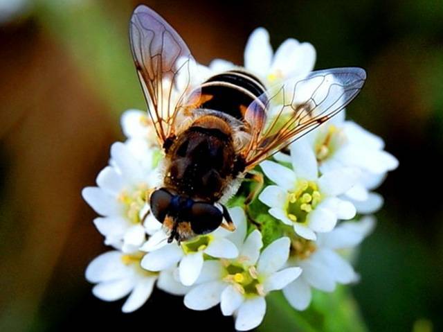 Гомогенат трутневых личинок | практическое пчеловодство