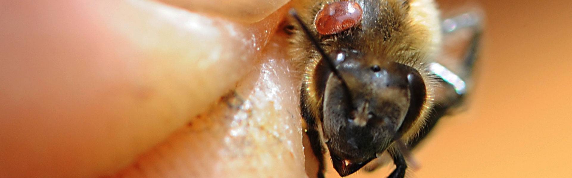 Опасная но излечимая болезнь пчел — акарапидоз