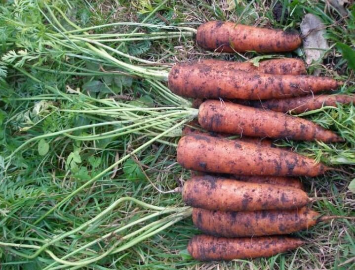 Сорта моркови для средней полосы россии