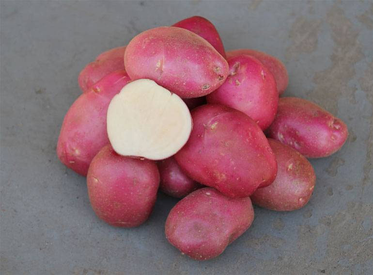Картофель рокко: характеристика, выращивание