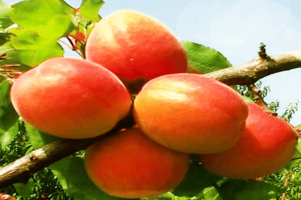 Сорт абрикоса царский: описание и характеристика сорта