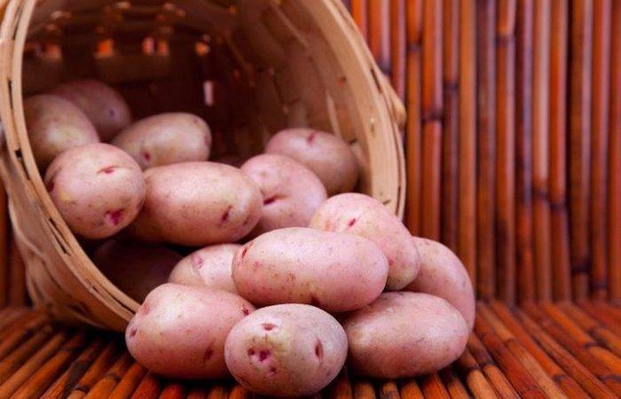Сверхранний немецкий картофель «венета» описание сорта, характеристики, фото