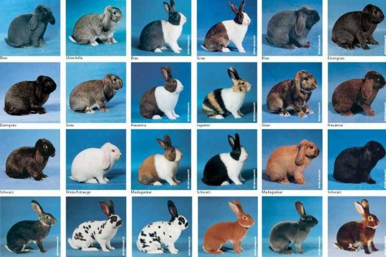 Кролик калифорнийский: особенности ухода и разведения