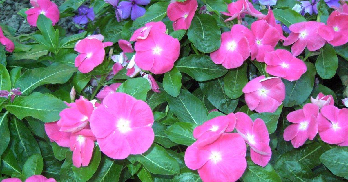 Как ухаживать за барвинком, особенности выращивания цветка