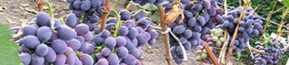 Виноград атаман: описание сорта, его характеристики и особенности, фото