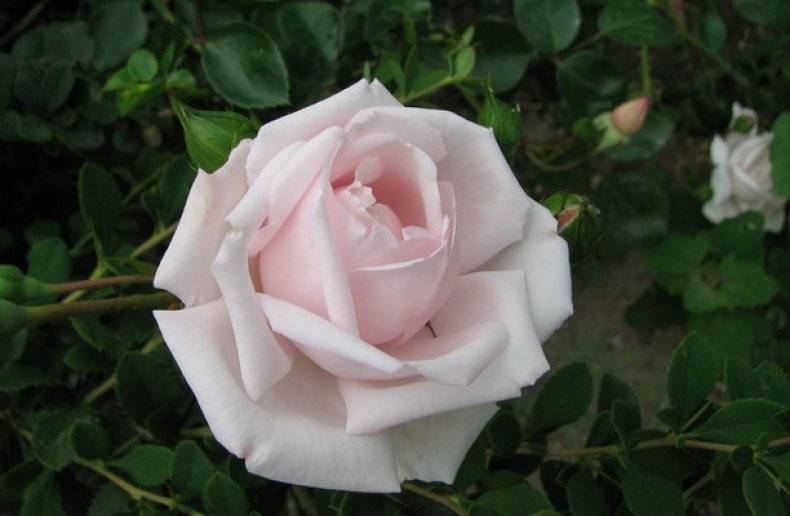 Плетистая роза нью доун: фото описание, отзывы, уход