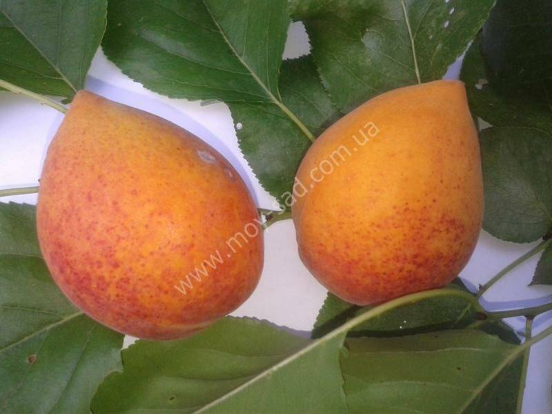Характеристика и особенности выращивания абрикоса сорта ананасный