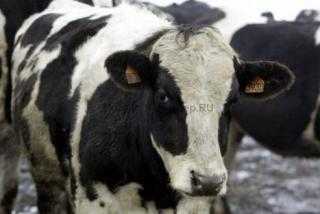 Выращивание бычков на мясо, как бизнес в домашних условиях: условия содержания и откорма