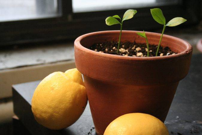Как нужно поливать лимон